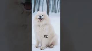 Meet The Adorable Samoyed