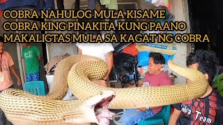 NAHUHULOG N MGA AHAS AT COBRA MULA SA KISAME#cobraprince #cobraking #baitancobra #tolcobra #cobratea