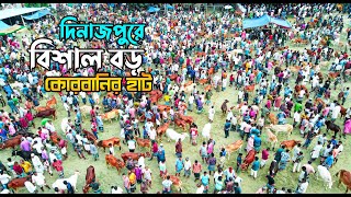 দিনাজপুরে বিশাল বড় কোরবানির হাট | Qurbani 2024