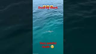 😢 Fish eaten by shark #shark #pain #fish #ocean #struggle #amazing #sad