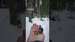 Two House Sparrow eating from my hand. #sparrow #birds #pets  #shorts #sparrowbird #wildlife #nature