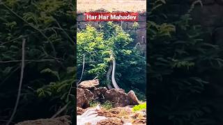 Jai Mahakal🙏 #shorts #shiv_ #snake #mahadev #animal #status #mahadev_status #trending #youtubeshorts