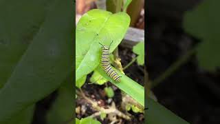 Shortage of Milk Weeds Plants For monarch Caterpillars In Dad’s Garden #monarchbutterfly