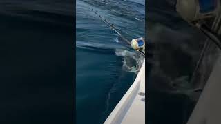 #tuna #tunafish #fishing #fish #fishingvideo #fisherman #bluefintuna #bunker #catchandrelease #bait