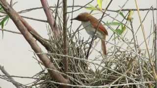 curutié (Certhiaxis cinnamomeus)  preparando seu ninho