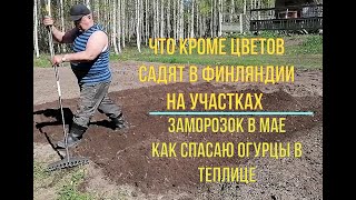 Что кроме цветов садят финны на своих участках. Как спасти огурцы в теплице от майского мороза