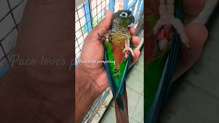 Green cheek small conure loves cuddles|Paco the small Conure|#Shorts