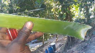 how to eat aloe vera