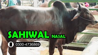 SAHIWAL NASAL KY BECHRY || Sahiwal Cow 2021 || Sahiwal Bachra || Sheikhupora Mandi Latest Updates