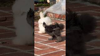 Silkie chicks in the garden