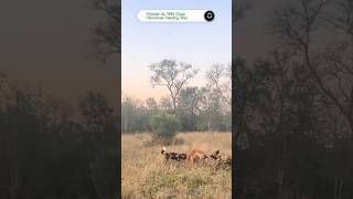 🐺Battle between Hyenas and Wild Dogs over food🐶 #youtube #hyena #wilddogs #ytshorts #amazingfacts