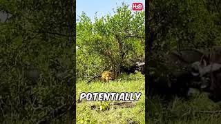 THE BATTLE FOR SURVIVAL: LION vs BUFFALOS