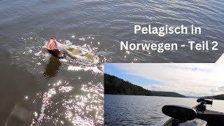 Pelagisch in Norwegen - TEIL 2