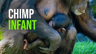 Newborn Chimpanzee: First Images in the Equatorial Jungle of BIOPARC Valencia