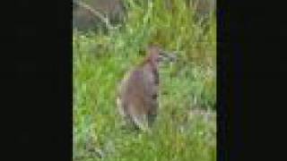 Rolf Harris 'Tie Me Kangaroo Down'