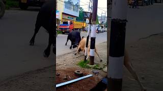 साँड़ कि भयानक लड़ाई 🥵😱 #reels #shorts #fight #yt #status #short #viral #ytshorts #live #video #bull