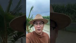 Cảnh quê yên bình #shortviral #duydaily