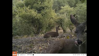 Deep Dive: Camera Traps in Research & Management April 26, 2020