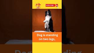 Dog is standing on two legs#shorts #youtubeshorts #short #doglover #shortsfeed #viral #dog