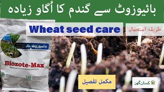 Biozote max pgpr bacteria seed treatment for wheat seed to germinate and grow in good environment