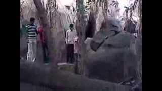 Boys playing in banyan tree