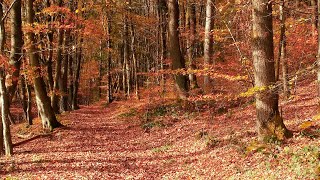 Herbstimpressionen  * Julebuergerfee