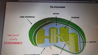 Structure of chloroplast for American diploma students-Dr. Mohamed Khaled