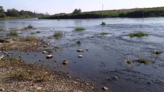 Narew w Czarnocinie 09.2014