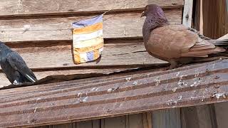 🕊️BEAUTIFUL PIGEON🐦 1Sub Thanks