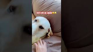 😂😂😂 #short #shorts #dog #doglover #doglife #yellowlab #shortvideo #shortsfeed #shortviral #viral