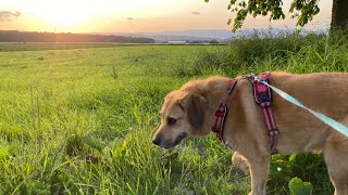 スイス🇨🇭夕方のNala散歩