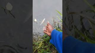 Sluggish Green Sunfish Released into the Roanoke River from Catfish Island