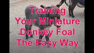 Training Your Miniature Donkey Foals The Easy Way