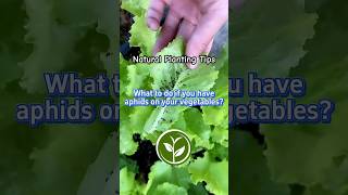 What to do if you have aphids on your vegetables? #shortvideo #plants #youtubeshorts #farming