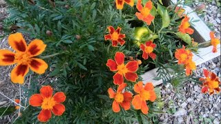 Marigolds and Peppers in the Late Summer Garden