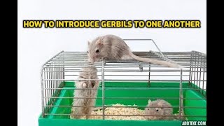 How To Introduce Gerbils To One Another