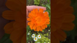 Love the bright orange flowers of Calendulas