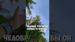 Какая зарплату у тех, кто лазает на пальму за кокосами? #мальдивы #dhigurah #shorts