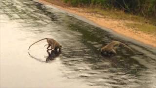 South Africa - Kruger Natl. Park: Monkey Mommy and Baby