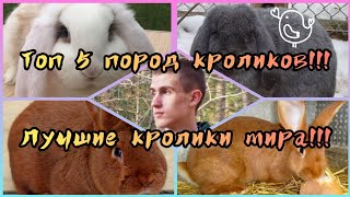 Топ 5 лучших пород кроликов!!! На данный момент!