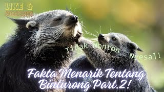 Fakta Menarik Tentang Binturong Part. 2