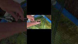 Breeding a bass with a green sunfish #fyp #shorts #fish #hybrid #bass #fishbreeding