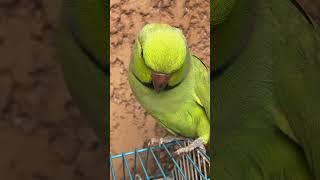 Cute #parrot #cockatoos #petbird #talkingparrot #ringneckparrot #parrottalking #lovebirds #shorts