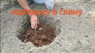 сажаю картофель в глину разный грунт жду результат. посадить картофель