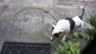 Dog video 3