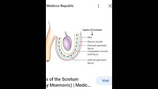 layers of testes|abdomen and pelvis anatomy|fcps part-1 preparation forum|past papers mcques