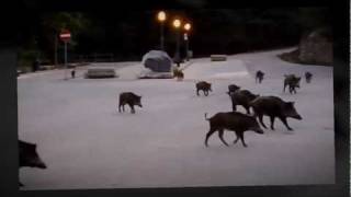 Wild Boar in Montioni, Maremma