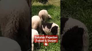 Bakalan Jantan Domba Teksel & Dorper infonya 3,5 Juta 😁🐏