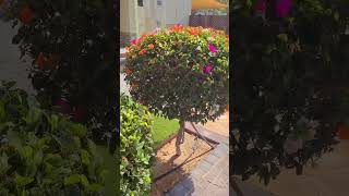 Beautiful nature of Dubai #shorts #trending