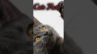 Cat Facts #factshorts #cat